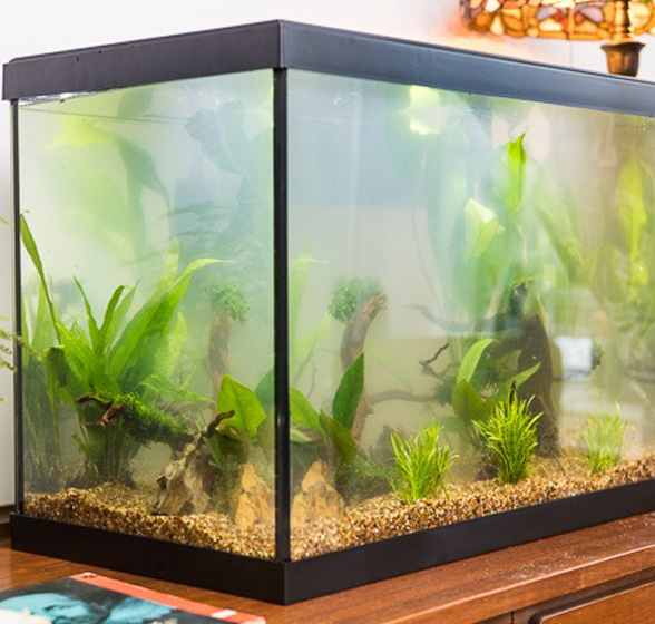 fish tank decors